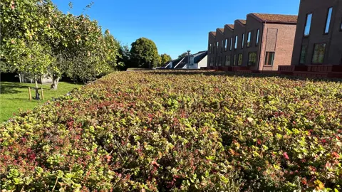 Sedum på taget af carportanlæg