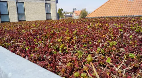 Sedumtag Paa En Overdaekning